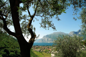 Olivo in riva al Lago di Garda